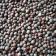 Mustard Seed, Black